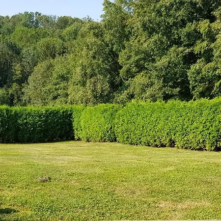 Betula