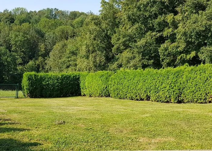 Betula